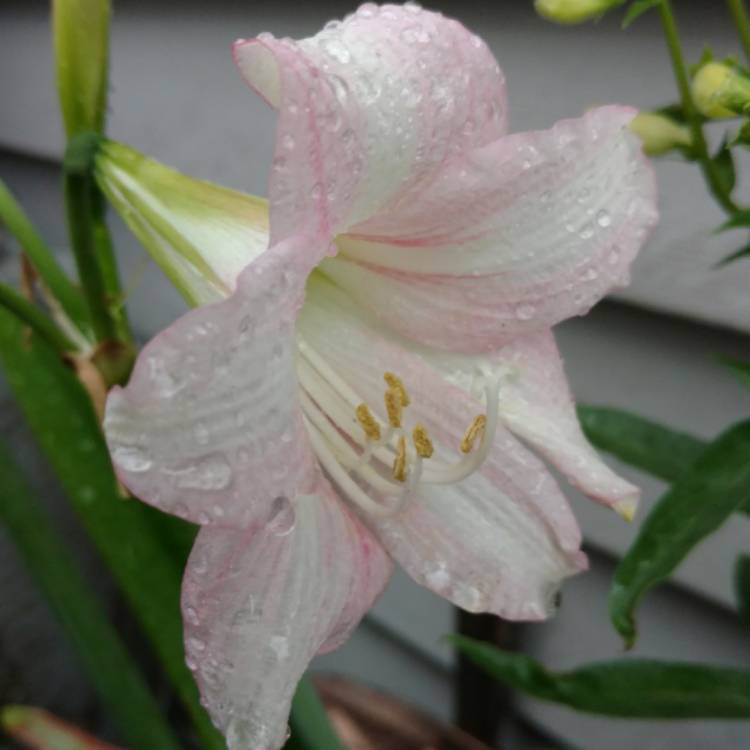 Plant image Hippeastrum (Sonatini Group) 'Pink Rascal'