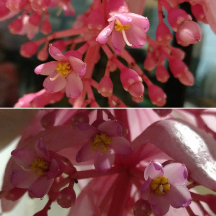 Plant image Medinilla magnifica