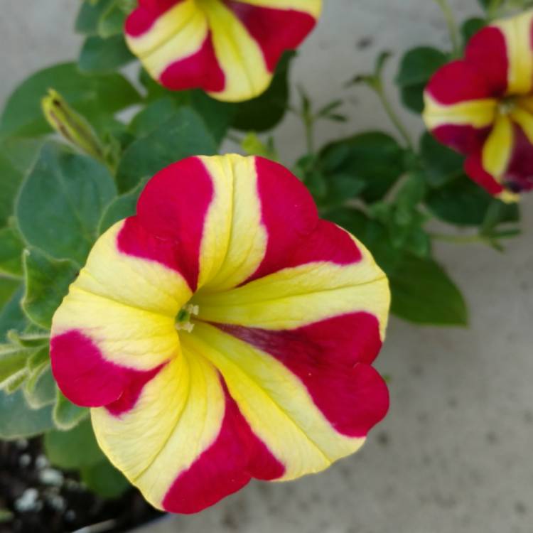 Plant image Petunia 'Amore Queen of Hearts'