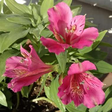 Peruvian Lily 'Inca Goal'