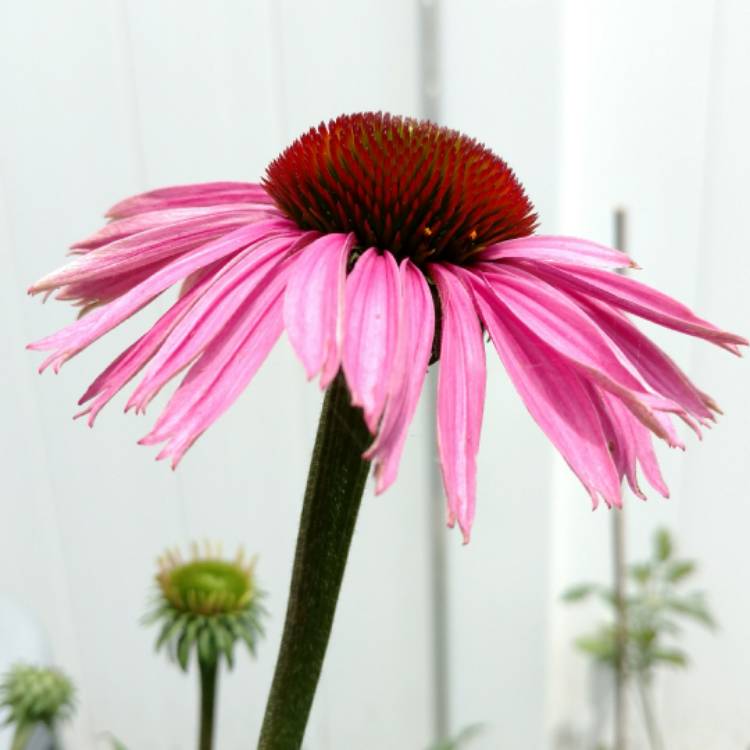 plant image 448320 plant image 448320