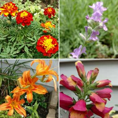 Rachel's garden