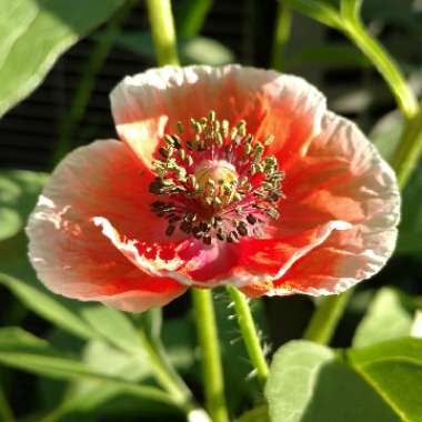 Poppy