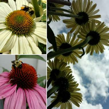 Coneflower (Echinacea)