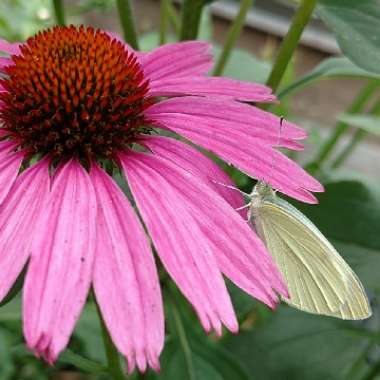 Coneflower (Echinacea)