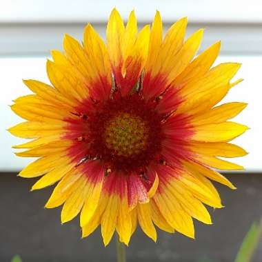 Blanket Flower