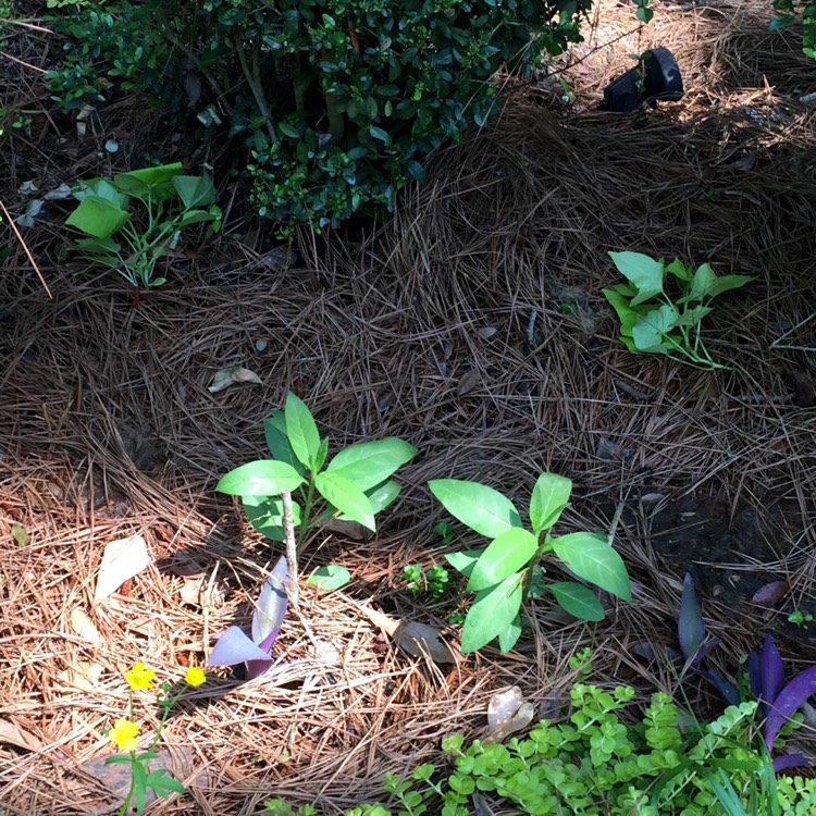 plant image 1014710