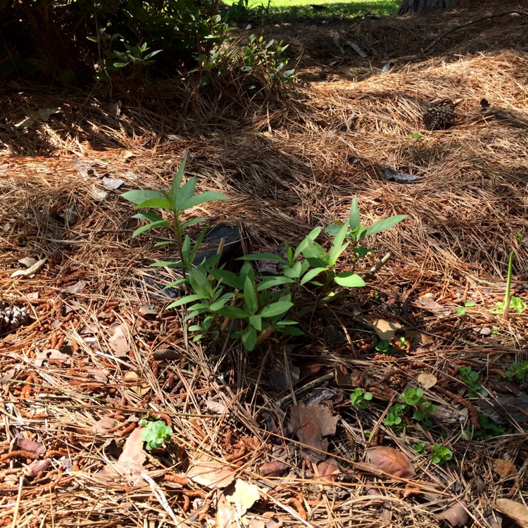 plant image 1014718 plant image 1014718