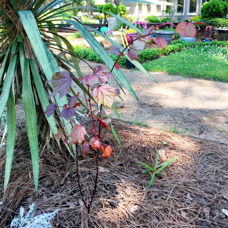 plant image 1014754 plant image 1014754