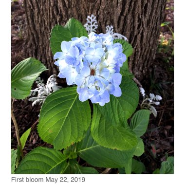Hydrangea