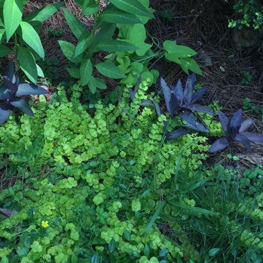 Lysimachia nummularia 'Goldilocks'