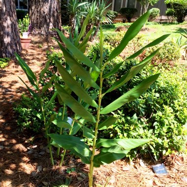 Hedychium coronarium