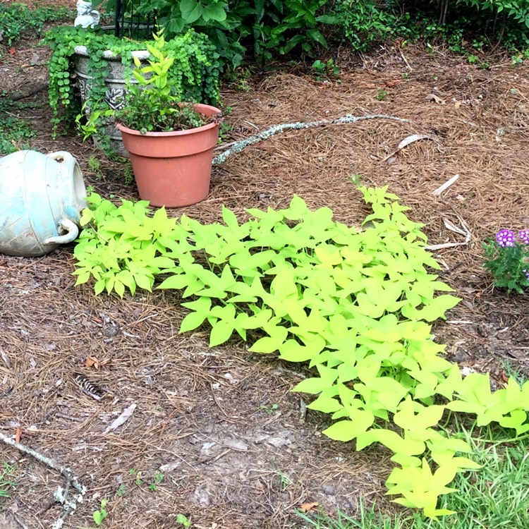 plant image 1100912