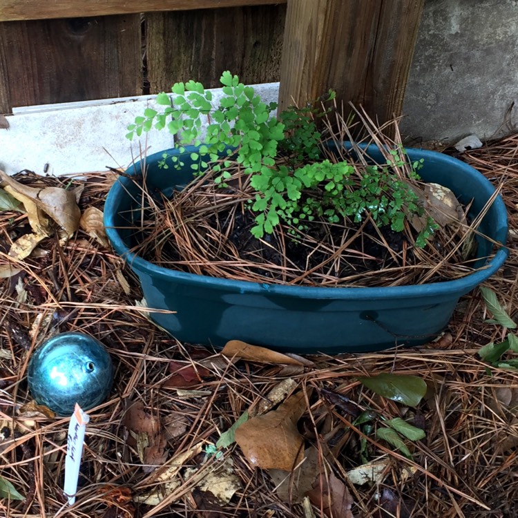 plant image 1112749