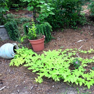 Ipomoea Batatas 'Sweet Caroline Green'