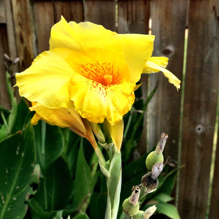 plant image 1167344 plant image 1167344