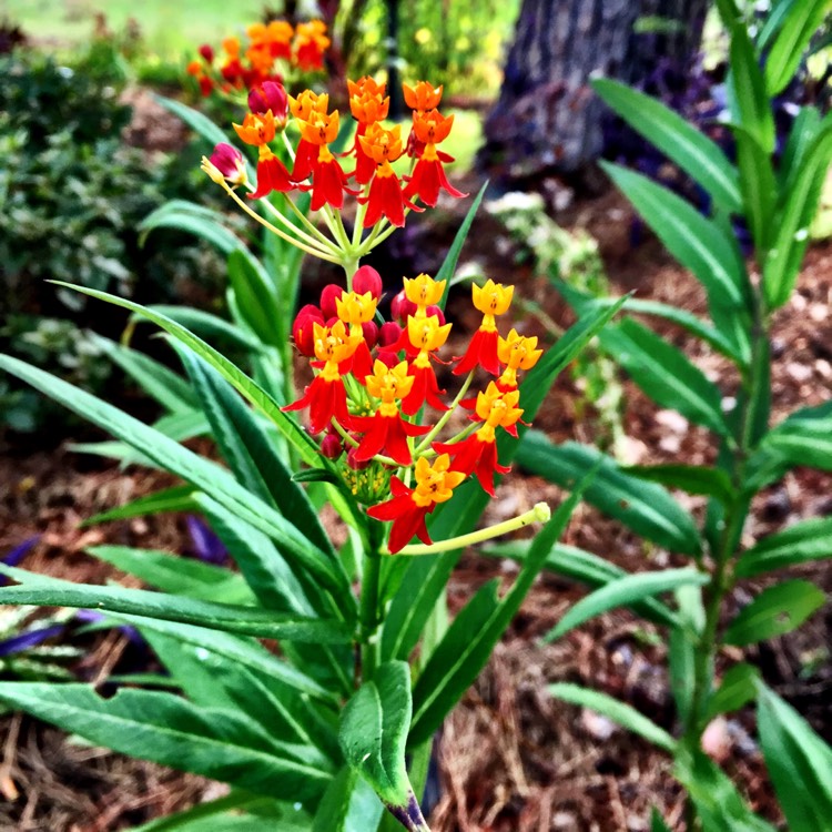 Plant image Asclepias curassavica