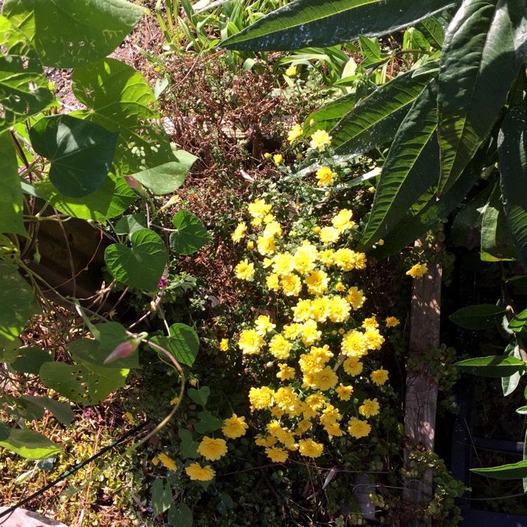 plant image 1173854 plant image 1173854