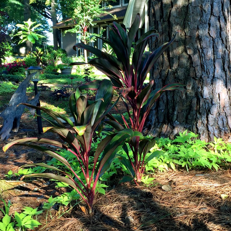 Plant image Cordyline fruticosa 'Tango'