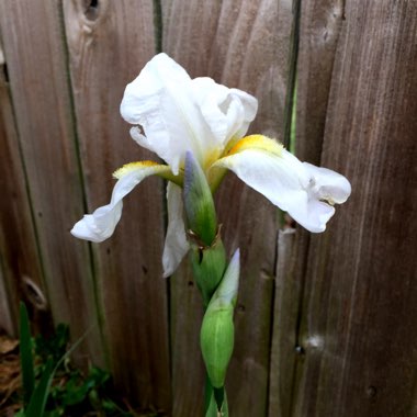 Iris