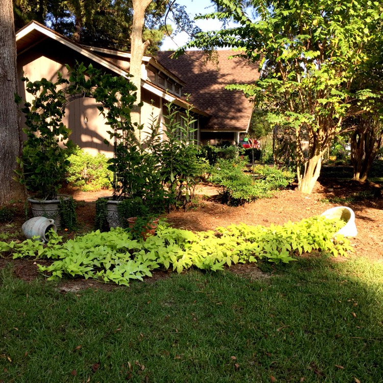 plant image 1249398