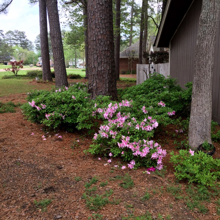 plant image 1252520 plant image 1252520