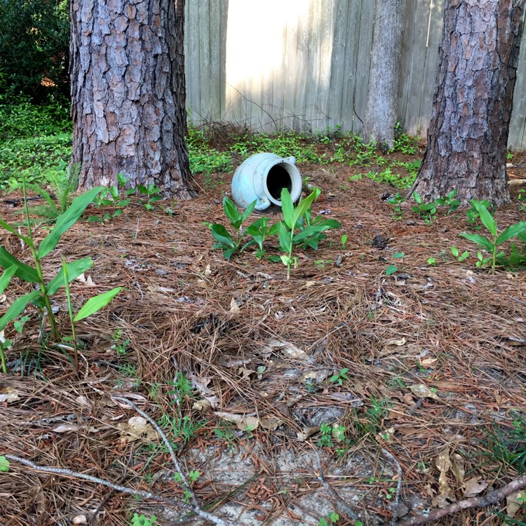 plant image 1298245