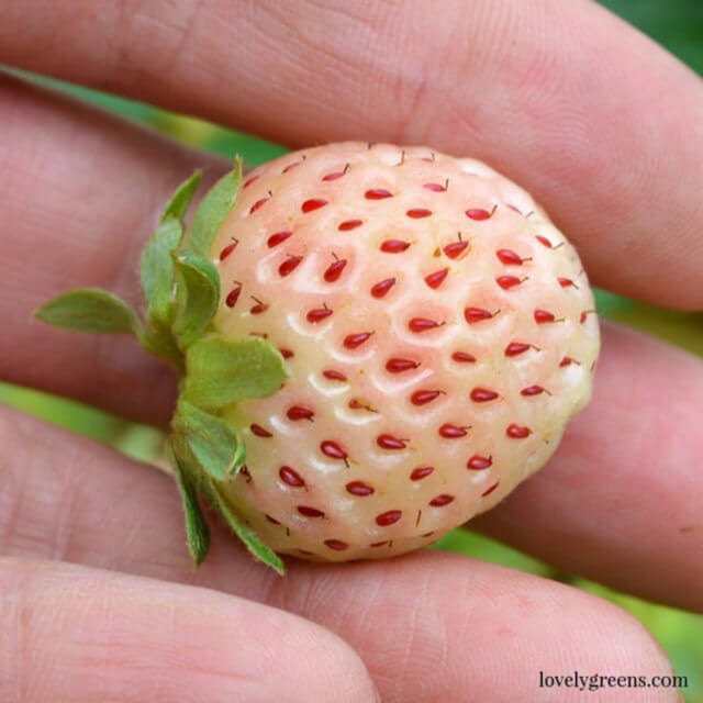 plant image 1339207 plant image 1339207