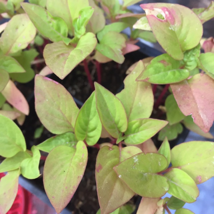 plant image 1339210 plant image 1339210