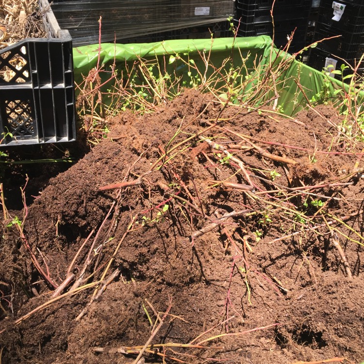 plant image 1339218