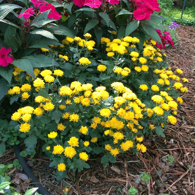 plant image 1342833 plant image 1342833