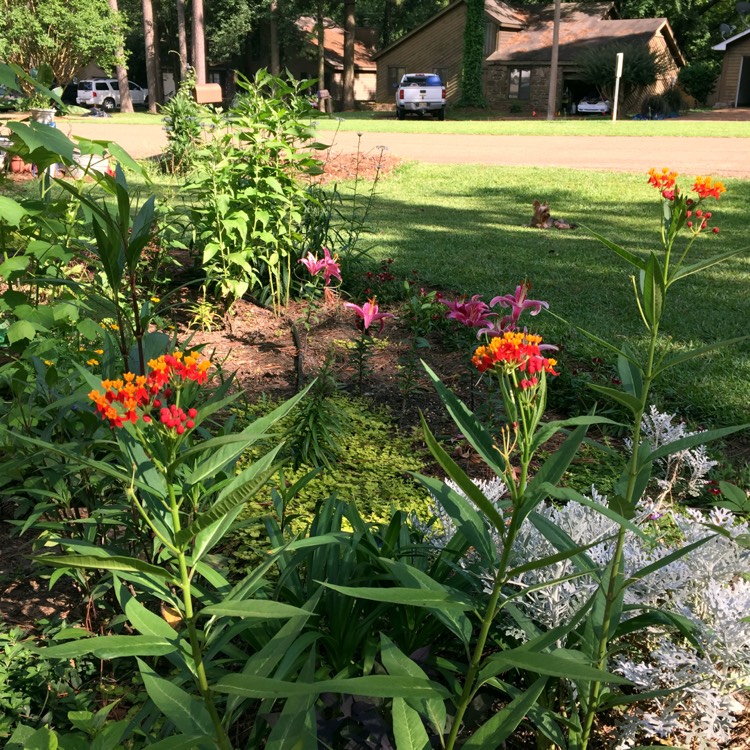 plant image 1342841 plant image 1342841