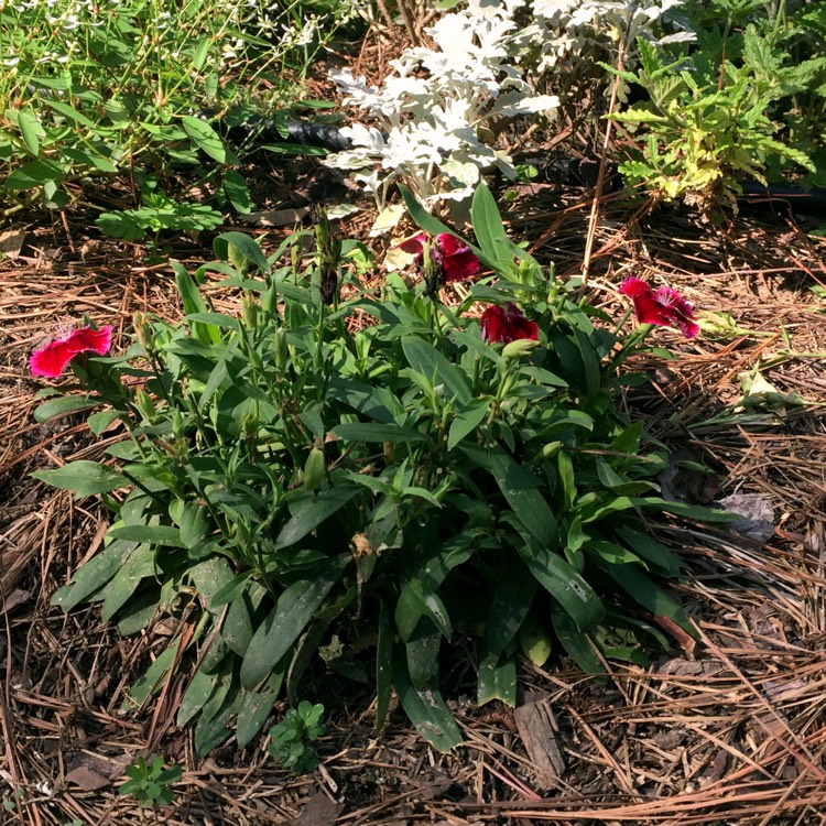 plant image 1342842 plant image 1342842