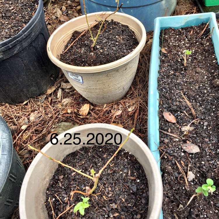 plant image 1342847