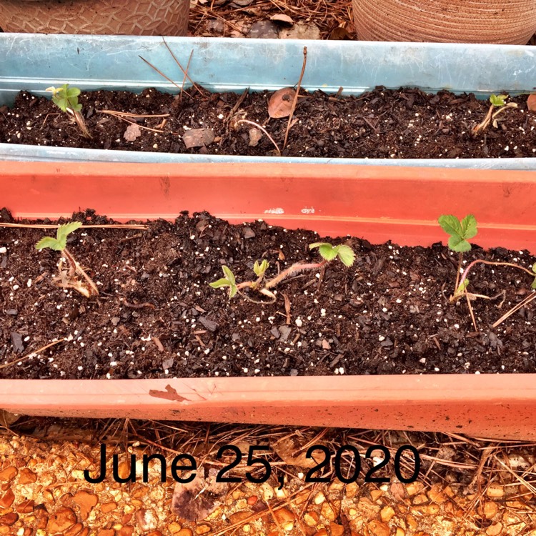 plant image 1342848 plant image 1342848