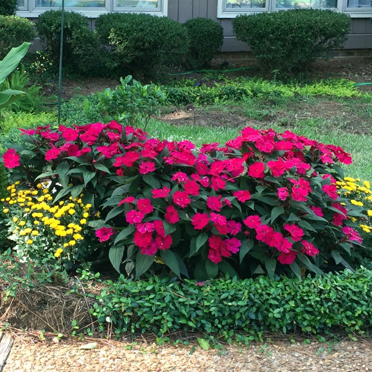 plant image 1342875 plant image 1342875
