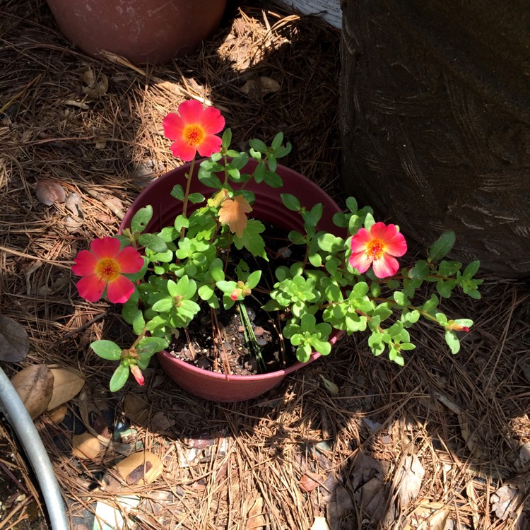 plant image 1349087 plant image 1349087