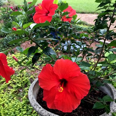 Hibiscus rosa-sinensis