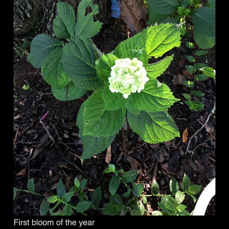 plant image 1362655 plant image 1362655