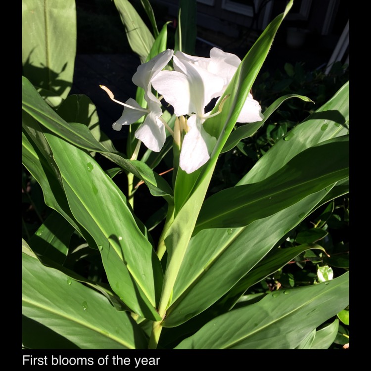 plant image 1362662 plant image 1362662