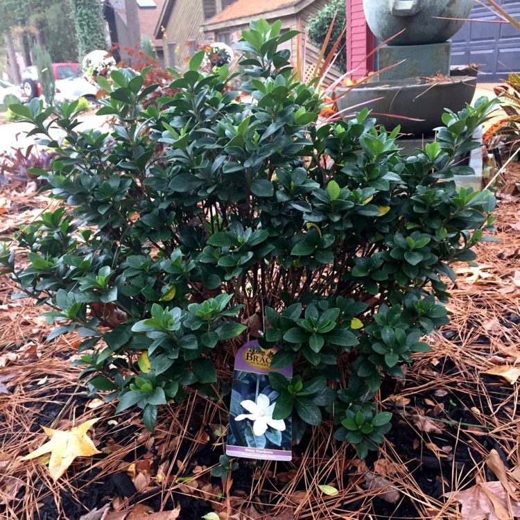 Plant image Gardenia Thunbergia