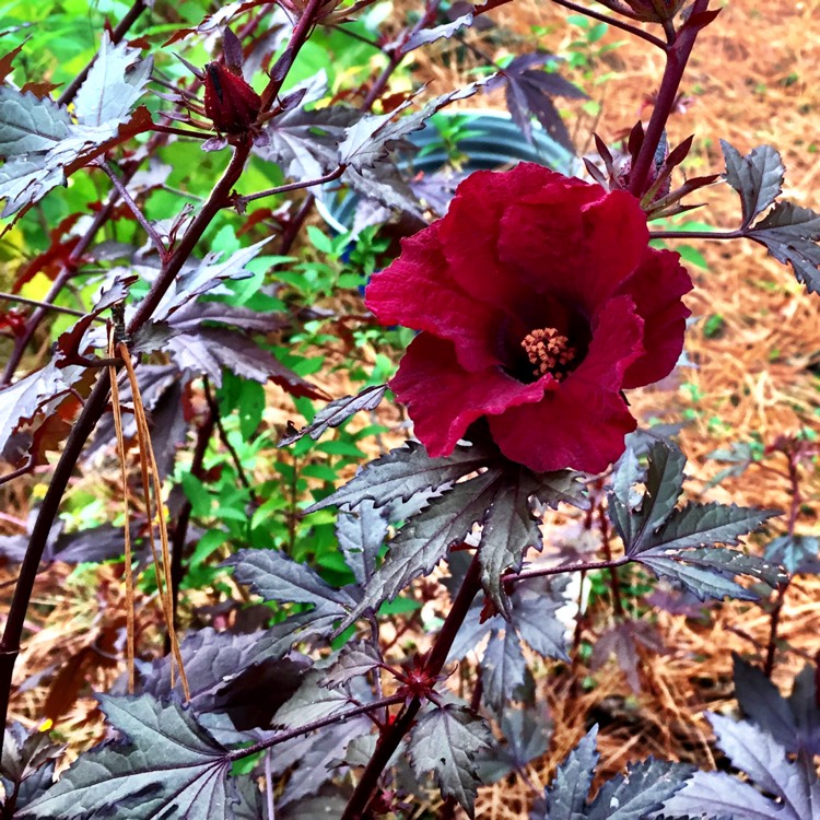 Plant image Hibiscus acetosella