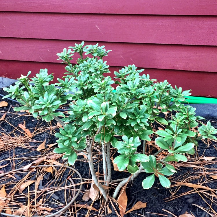 plant image 1422951