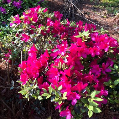 Rhododendron  (Azalea Varieties)