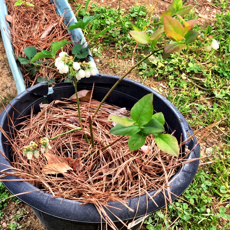 plant image 1461868