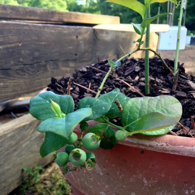 Vaccinium corymbosum 'Patriot'