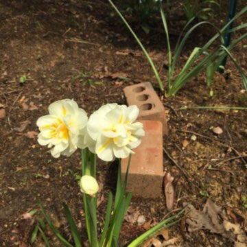 plant image 1474970