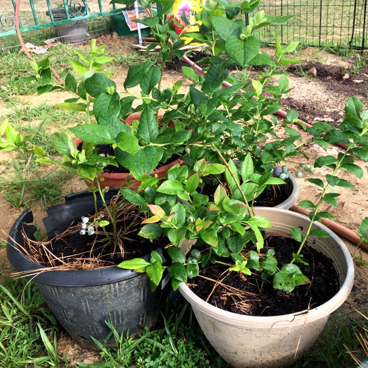 plant image 1485057
