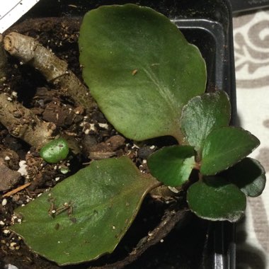 Kalanchoe