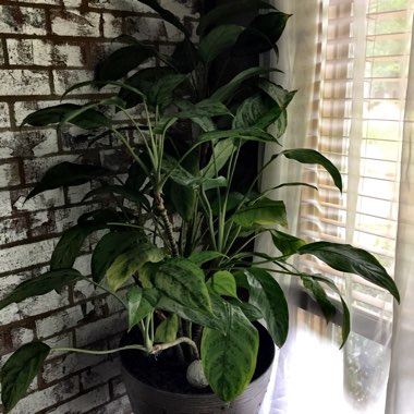 Dieffenbachia